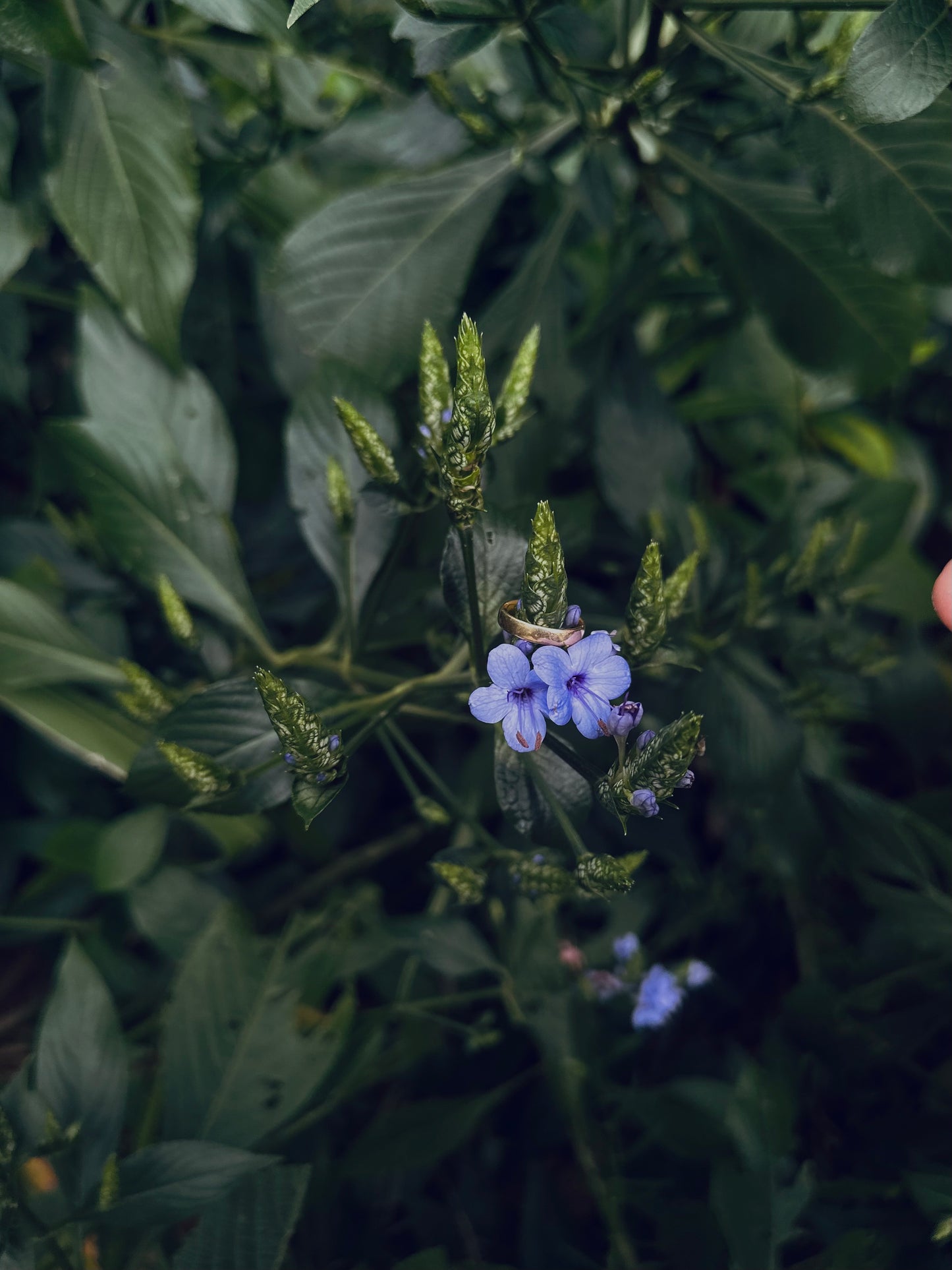 Wedding ring 3 mm round yellow gold